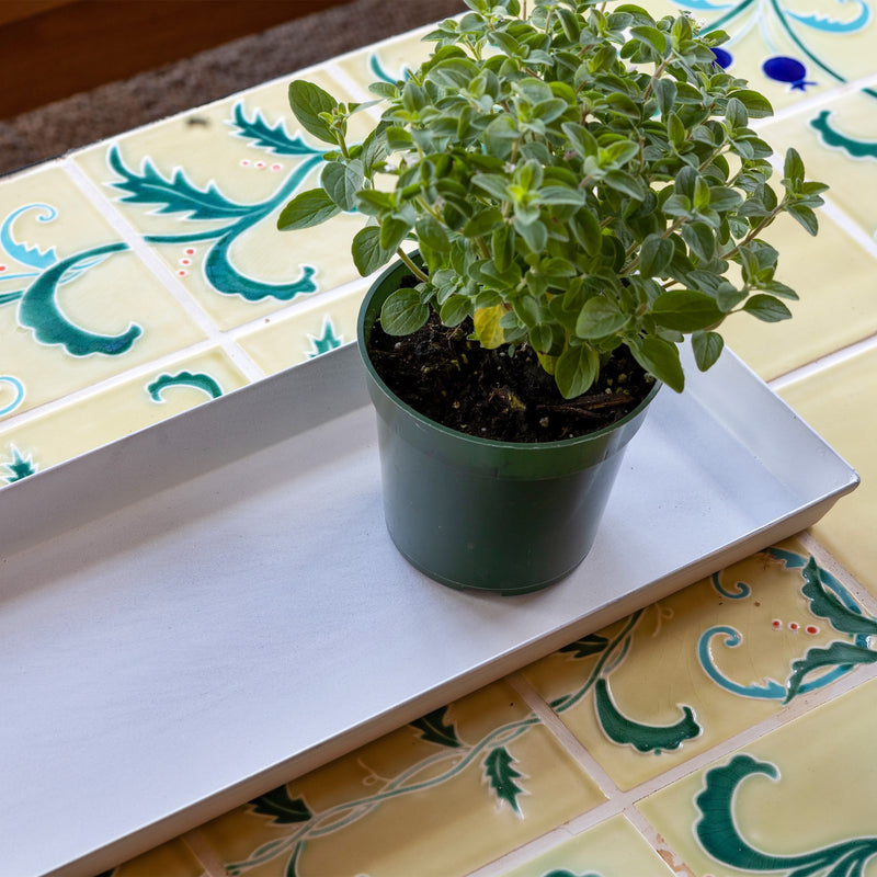 Achla Small Cape Cod White Flower Box Tray Pack of 2 | Galvanized Steel Planter Tray | Indoor & Outdoor Drip Protection | Model TR-C-08W-2