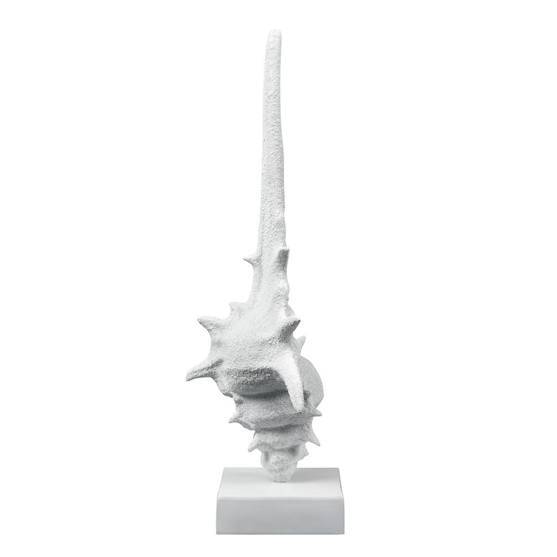 Atlas Lighting Tigertail Shell | Textured White Resin Sculpture on Stand | Coastal Shelf, Console & Entryway Decor | 12 x 9 x 30 in | Model AC11641-01