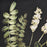 Atlas Lighting Botanical Study II Framed Wall Art, Green
