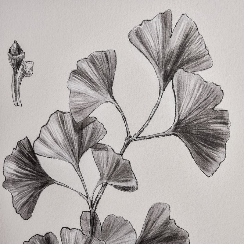 Atlas Lighting Foliage II 18x24in Framed Wall Art | Ivory Fabric on Black Wood Frame | Living Room & Bedroom Decor | Model WA11051-02