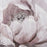 Atlas Lighting Petal Study Framed Wall Art, Blush
