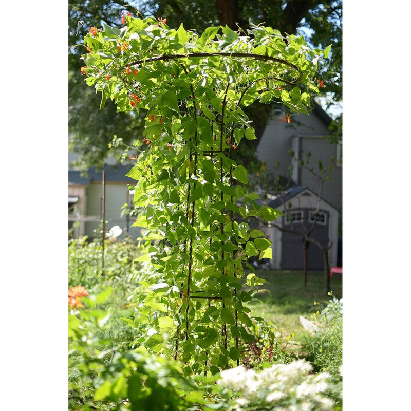 ACHLA Mushroom Trellis I 36in Dia Garden Trellis | Roman Bronze Wrought Iron | Outdoor Vine & Climbing Plant Support | 36 x 36 x 72 in | Model PYL-09