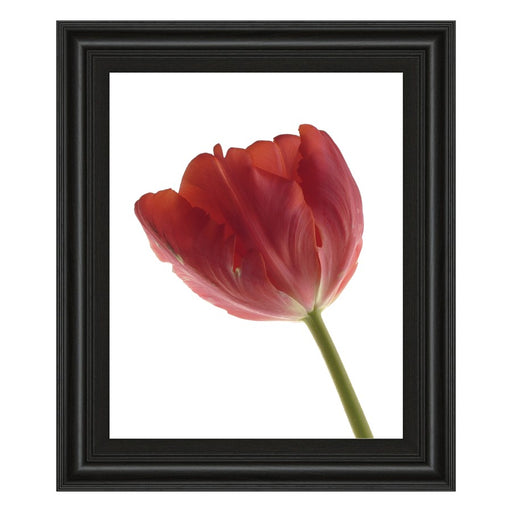 Classy Living Red Tulip Wall Art 22"x26", Midnight Aura Frame - 4787