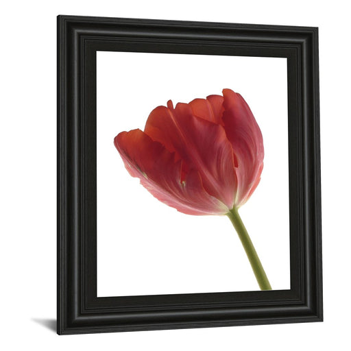 Classy Living Red Tulip Wall Art 22"x26", Midnight Aura Frame