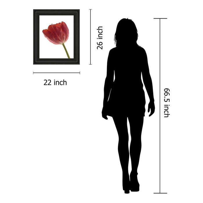 Classy Living Red Tulip Wall Art 22"x26", Midnight Aura Frame