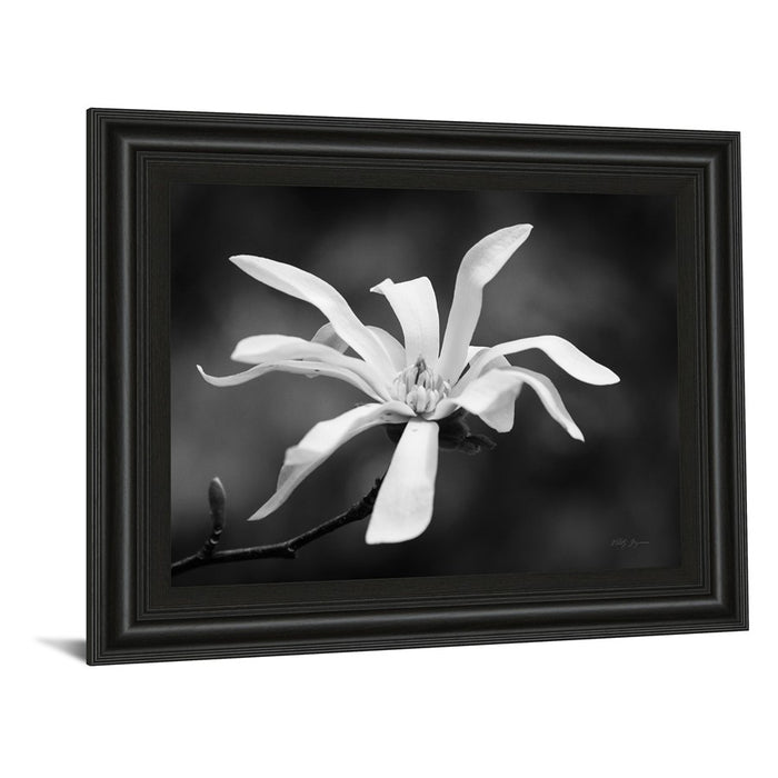 Classy Living Magnolia Grace Wall Art 26"x22", Midnight Aura Frame