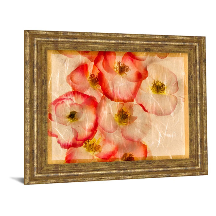 Classy Living Papaver Dreams III Wall Art 26"x22", GiIded Radiance Frame