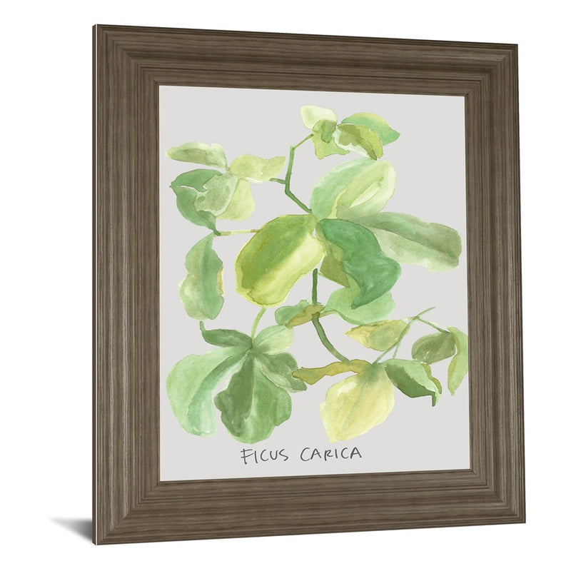 Classy Living Fig Leaf Harmony Wall Art 22"x26", Tranquil Ash Frame