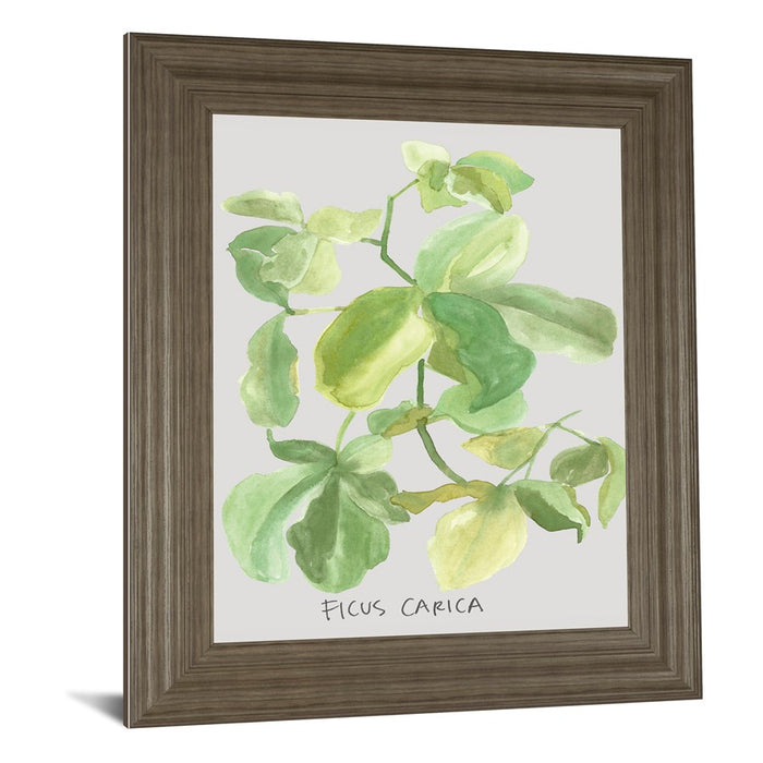 Classy Living Fig Leaf Harmony Wall Art 22"x26", Tranquil Ash Frame
