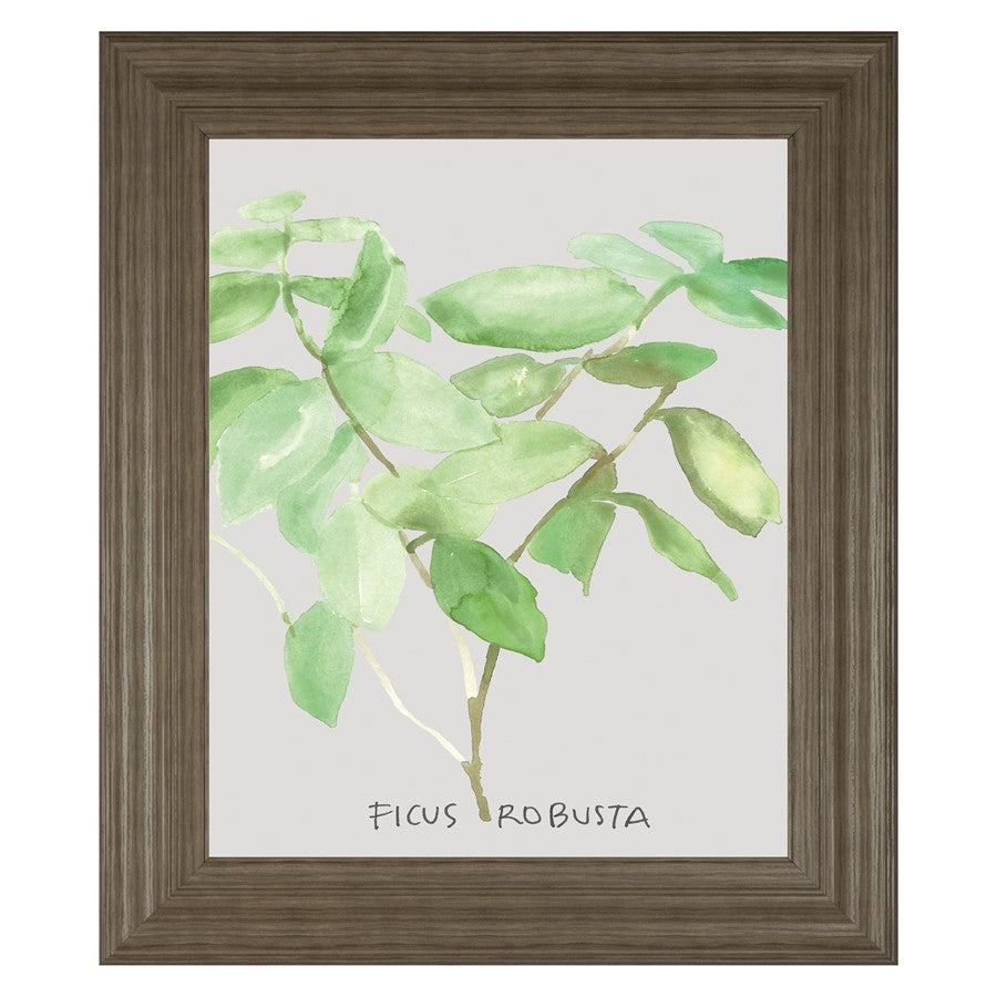 Classy Living Ficus Elegance Wall Art 22"x26", Tranquil Ash Frame