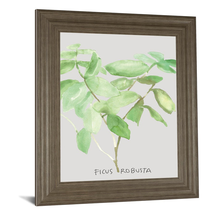 Classy Living Ficus Elegance Wall Art 22"x26", Tranquil Ash Frame