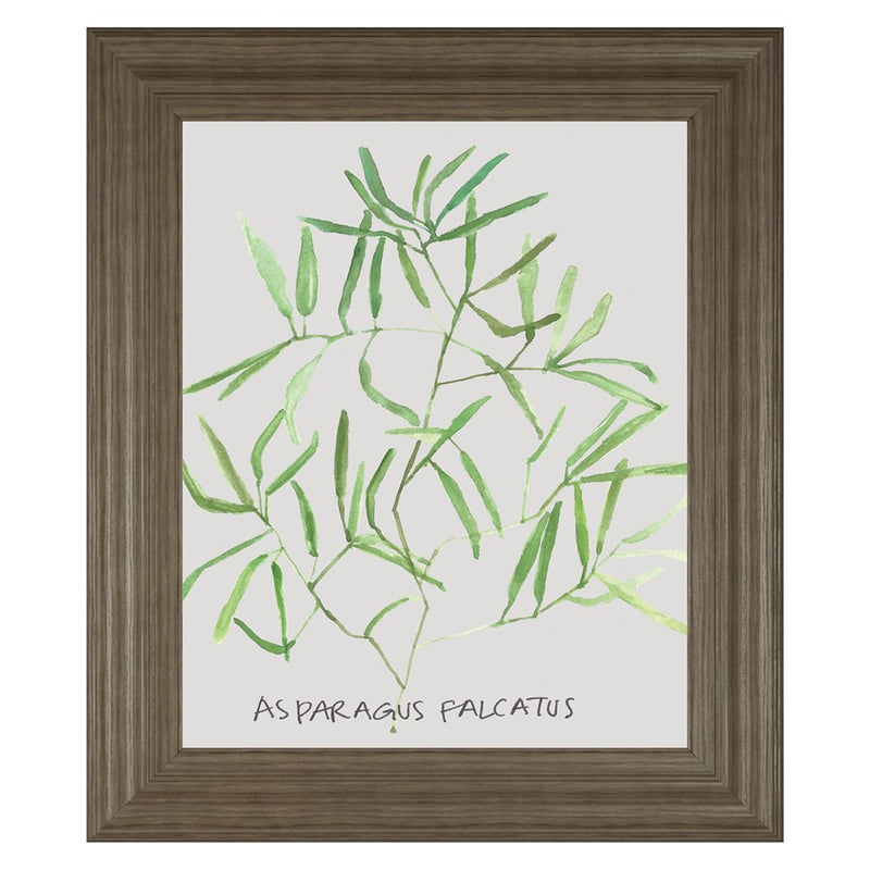 Classy Living Asparagus Falcatus Wall Art 22"x26", Tranquil Ash Frame