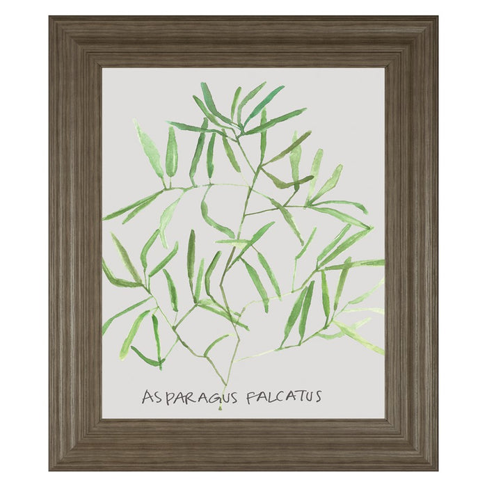 Classy Living Asparagus Falcatus Wall Art 22"x26", Tranquil Ash Frame - 8464