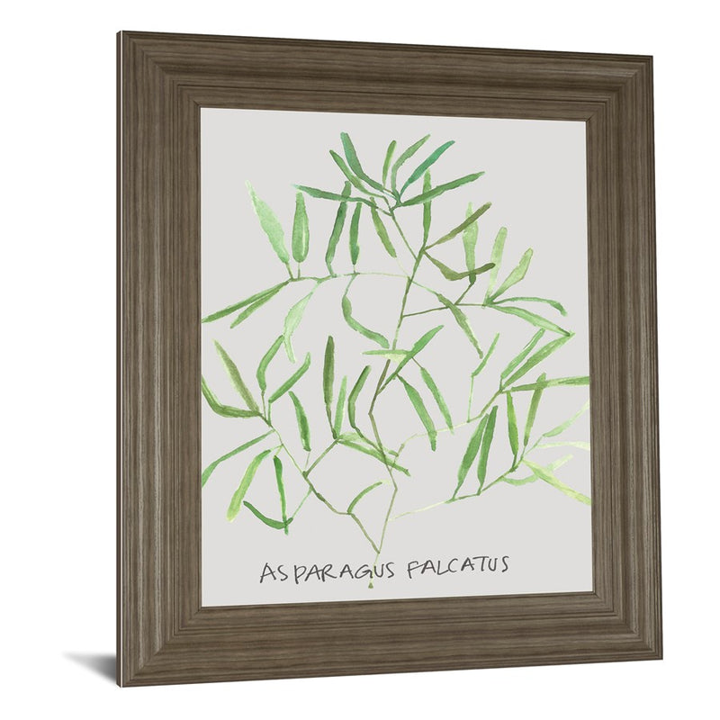 Classy Living Asparagus Falcatus Wall Art 22"x26", Tranquil Ash Frame
