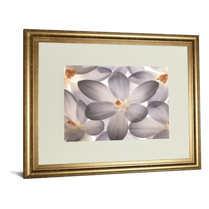 Classy Living Petal Whisper Wall Art Double Mat 40"x34", Gilded Radiance