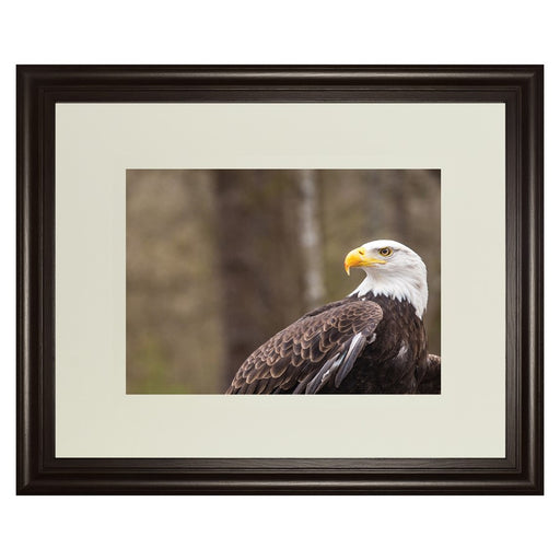 Classy Living Regal Eagle Wall Art Double Mat 40"x34", Dark Chocolate