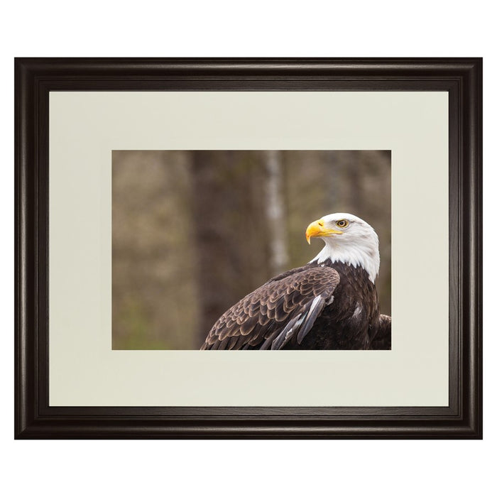 Classy Living Regal Eagle Wall Art Double Mat 40"x34", Dark Chocolate