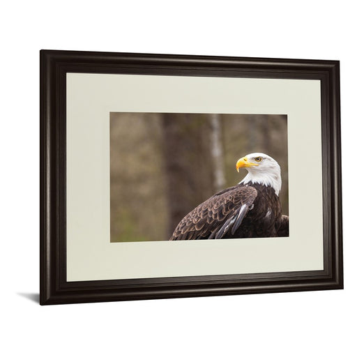 Classy Living Regal Eagle Wall Art Double Mat 40"x34", Dark Chocolate