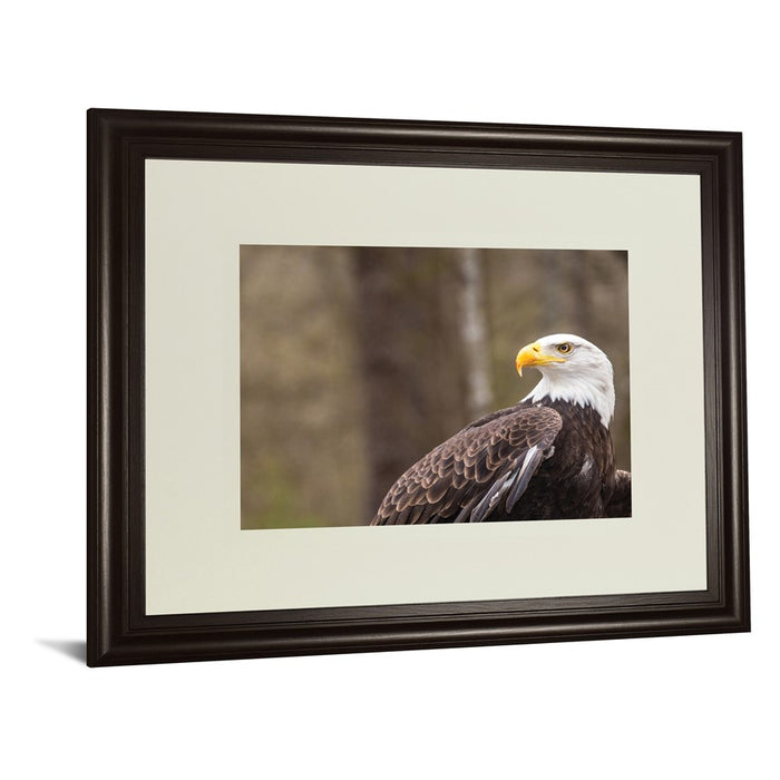 Classy Living Regal Eagle Wall Art Double Mat 40"x34", Dark Chocolate