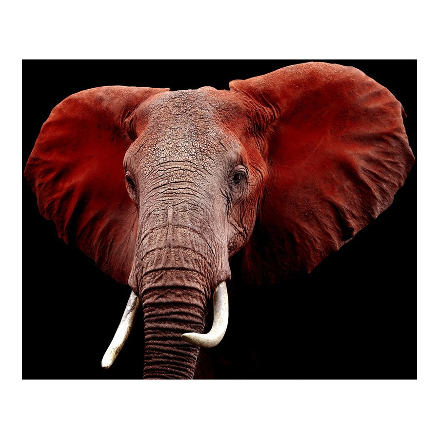 Classy Living Red Elephant Frameless Glass Wall Art 60"x40", Multi - SF1331