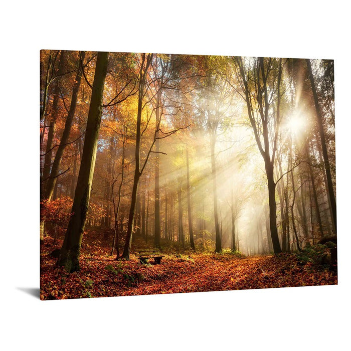 Classy Living Sunlight in Woodsless Glass Wall Art 60"x40", Multi