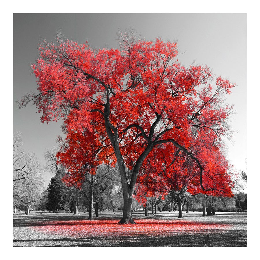 Classy Living Red Oak Frameless Tempered Glass Wall Art 50"x50", Red - SF1373