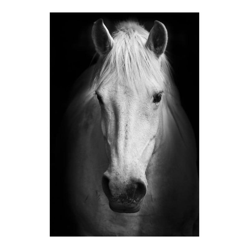 Classy Living White Horse Frameless Glass Wall Art 40"x60", Black