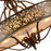 CWI Nicole 6 Light Drum Shade Chandelier, Brushed Chocolate