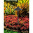 Elitco Lighting Aera Outdoor 12V Cast Brass Path Light 9"x24", Bronze
