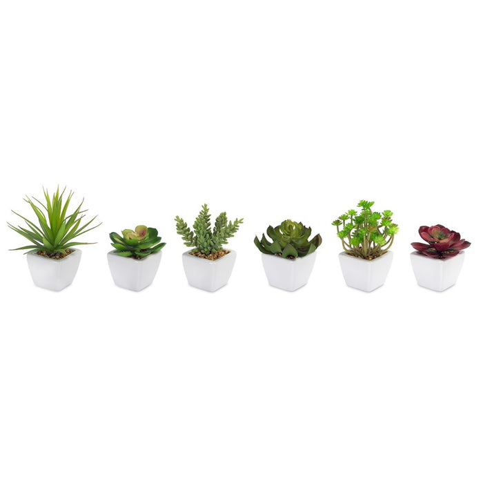 Melrose Assorted Succulent, Traditional White Pot, Set of 6, Green/Red - 62421DS