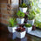 Melrose Assorted Succulent, Traditional White Pot, Set of 6, Green/Red