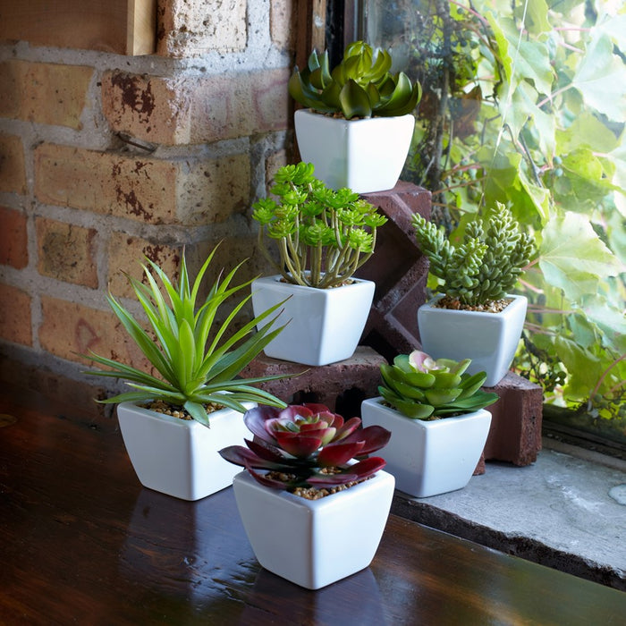 Melrose Assorted Succulent, Traditional White Pot, Set of 6, Green/Red