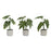 Melrose Assorted Foliage Plant, Grey Pot, Set of 6, Green/Brown/Grey