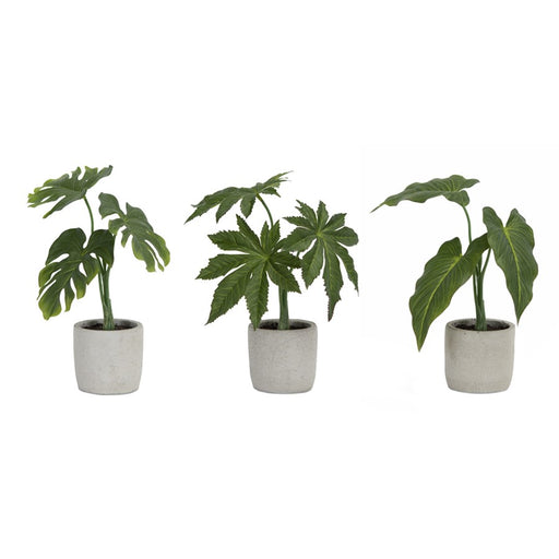 Melrose Assorted Foliage Plant, Grey Pot, Set of 6, Green/Brown/Grey