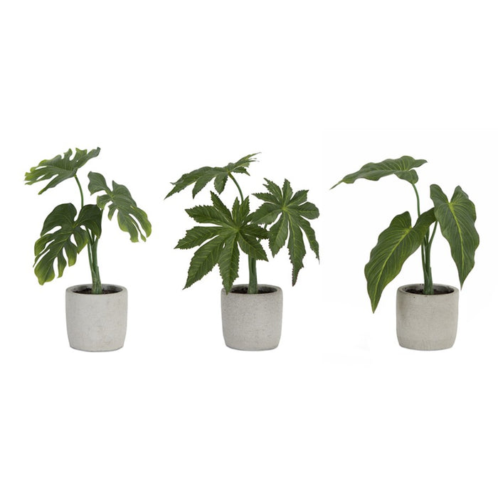 Melrose Assorted Foliage Plant, Grey Pot, Set of 6, Green/Brown/Grey