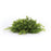 Melrose Spring Mini Leaf Foliage Half Orb, Set of 6, Green