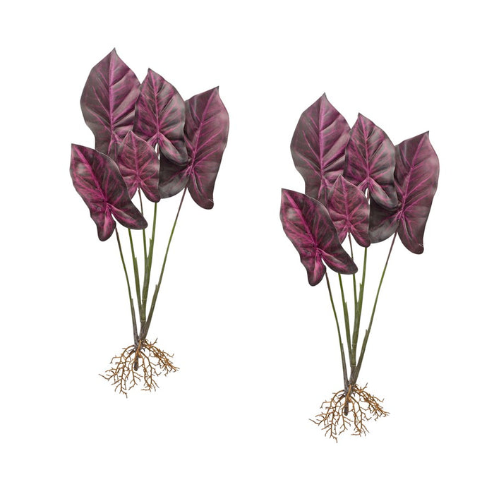 Melrose Burgandy Caladium Plant/Roots Accent, Set of 2, Red/Green/Purp - 82595DS