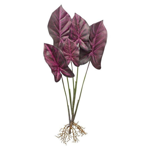 Melrose Burgandy Caladium Plant/Roots Accent, Set of 2, Red/Green/Purp