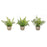 Melrose Assorted Fern Plant, Grey Pot, Set of 3, Green/Grey - 82620DS