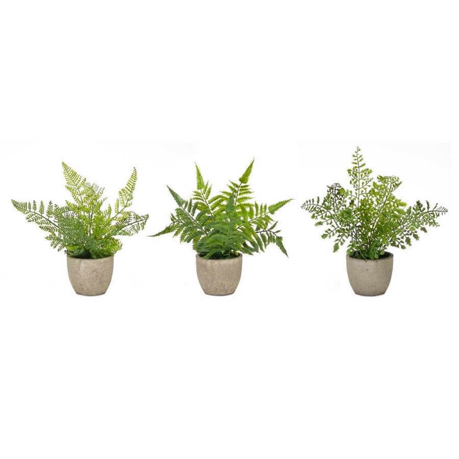 Melrose Assorted Fern Plant, Grey Pot, Set of 3, Green/Grey - 82620DS