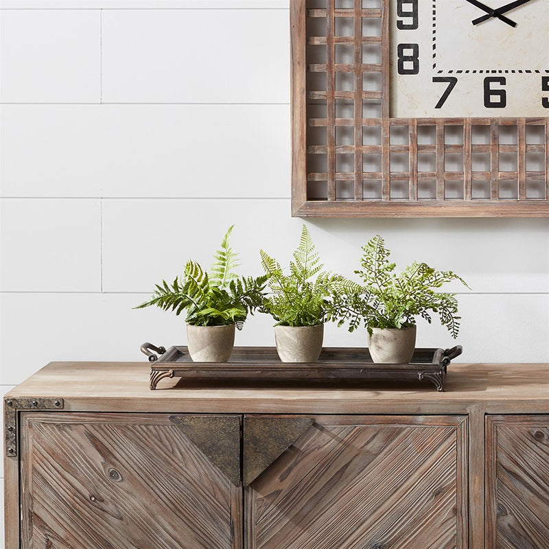 Melrose Assorted Fern Plant, Grey Pot, Set of 3, Green/Grey