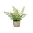 Melrose Assorted Fern Plant, Grey Pot, Set of 3, Green/Grey