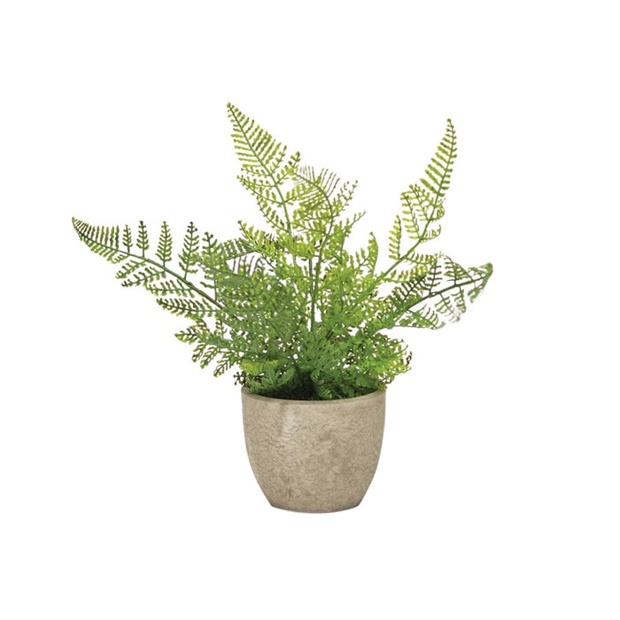 Melrose Assorted Fern Plant, Grey Pot, Set of 3, Green/Grey
