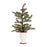Melrose Mini Pine Tree/Ceramic Pot, Set of 2, Green/Red/White - 83946DS