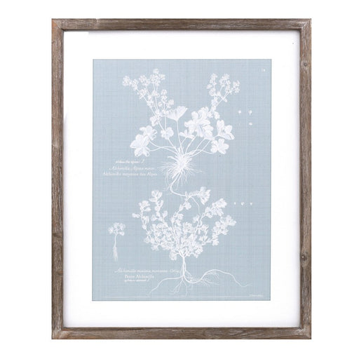 Melrose Wood Framed Encyclopedia Floral Outline Under Glass, Set of 4