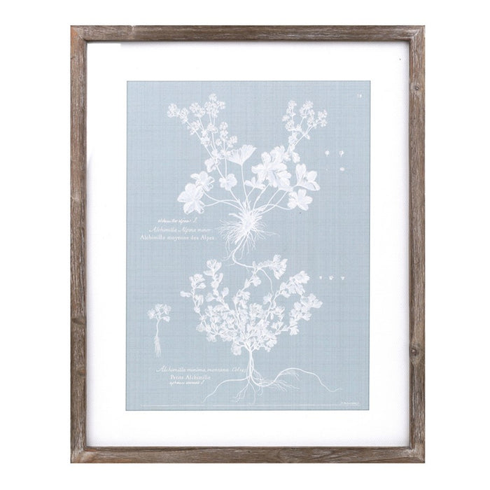 Melrose Wood Framed Encyclopedia Floral Outline Under Glass, Set of 4