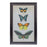 Melrose Framed Encyclopedia Butterfly Print Under Glass, Set of 2, Bei