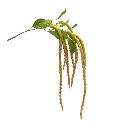 Melrose International Amaranthus Floral Stem, Set of 4, Green - 85647DS