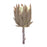 Melrose International Beige Protea Stem, Set of 6, Brown