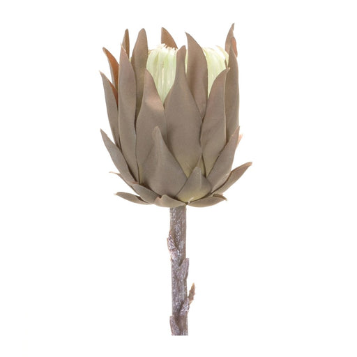Melrose International Beige Protea Stem, Set of 6, Brown